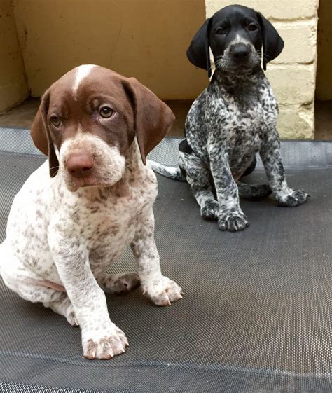 Find a German Shorthaired Pointer puppy from reputable breede