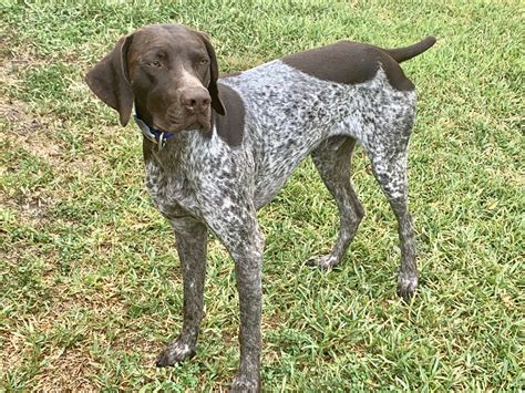 German shorthaired pointer puppies for sale texas. German Shepherd puppies are known for their intelligence, loyalty, and versatility. Whether you’re planning to raise a German Shepherd puppy as a family pet or train them for speci... 