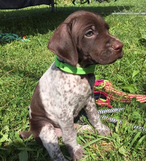 Find German Shorthaired Pointer Puppies and Breeders in your area and helpful German Shorthaired Pointer information. All German Shorthaired Pointer found here are from AKC-Registered parents..