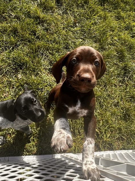 German shorthaired pointer puppies nj.  Learn the German language by practicing vo...