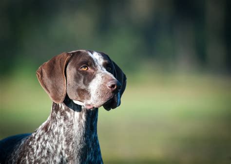 German shorthaired pointer rescue. Things To Know About German shorthaired pointer rescue. 
