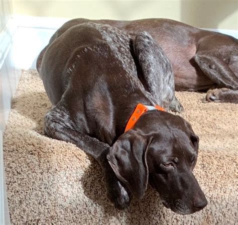 Conclusion on German Shorthaired Pointer Breeders in Ohio. The German Shorthaired Pointer is a great dog breed to own. However, when looking for a puppy from a breeder, we recommend that you do your due diligence. Do not just jump into buying a puppy from a breeder. Take your time to research the breeder.. 