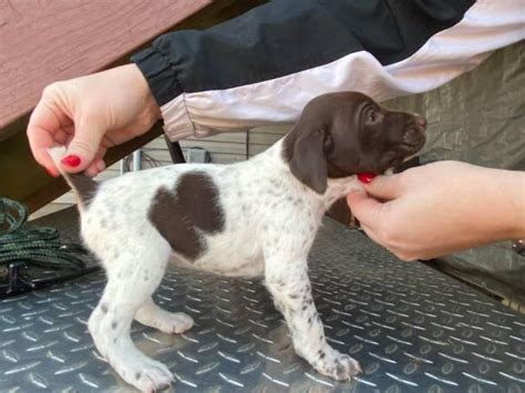 German shorthaired puppies for sale near me. Nov 18, 2021 · As of June 29, there are three German Shorthaired Pointer puppies available for sale. They are all 8 weeks old and come with full AKC papers. Among them, there is one male puppy with a black and white patched and ticked coat, another female puppy with the same black and white patched and ticked pattern, and finally, a male puppy with a liver ... 