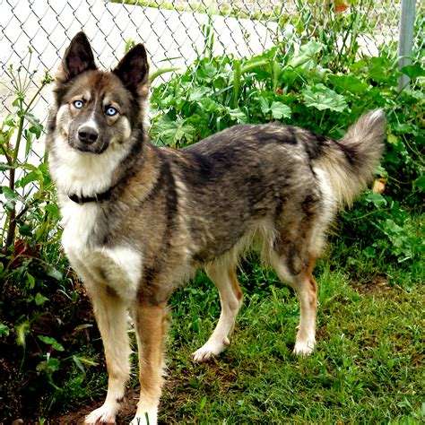 German siberian husky. Husky German Shepherd mixes have gained mass awareness and popularity since this period, and with both breeds being individually popular, this interesting mix will forever be in demand. The designer dog boom originally started in North America, but was quickly adopted by countries worldwide, especially Europe. 