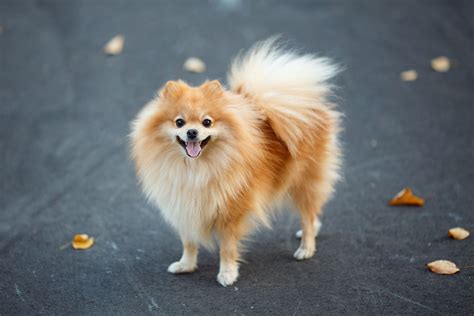 German spitz. The German Spitz looks familiar to the Pomeranian in size and looks, the Germans never approve of this fact. The earliest mention of the German Spitz can be traced back to the middle of 15th century, in German literature. Centuries ago the German Spitz were used as hunting companions and watch dogs. 
