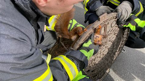 Germany: ‘Uncooperative’ squirrel freed from manhole cover