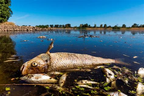Germany alleges Poland hasn’t stopped pollution that led to fish die-off in Oder River