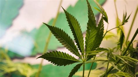 Germany plans to decriminalize limited marijuana possessions ... - Fox News