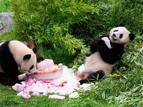 Germany-born pandas celebrate their 4th birthday ahead of expected trip to China
