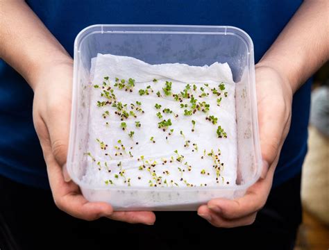 Germinating seeds in paper towel. Feb 24, 2022 · Germinating seeds in paper towels is very small-space friendly. You don’t need a bunch of trays or pots, a seed-starting shelving unit or even a wall of south-facing windows to make it happen. (Just a … 