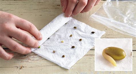 Germinating seeds paper towel. Description. 1. Gather materials: cilantro seeds, paper towels, a plastic bag, and water spray bottle. 2. Moisten a paper towel using the water spray bottle until it is damp but not soaking wet. 3. Spread the cilantro seeds evenly on the damp paper towel, leaving some space between each seed. 4. 