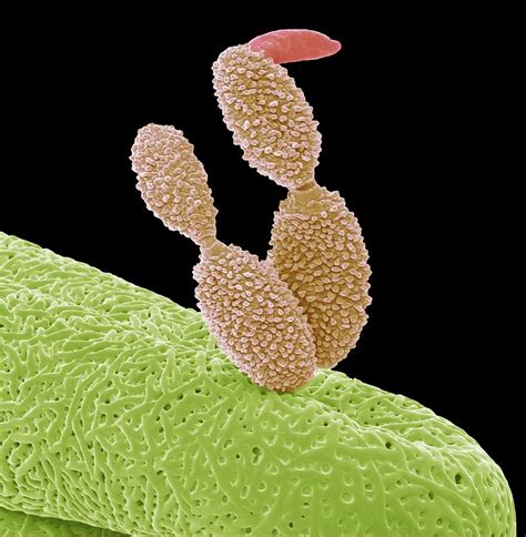 Germinating spores produce signals that play a role in their own communication framework. The production of an unknown activator that would induce germination under optimal conditions can be expected based on an experiment in which monocultural spores of S. venezualae germinated significantly faster in higher spore densities or in a medium .... 