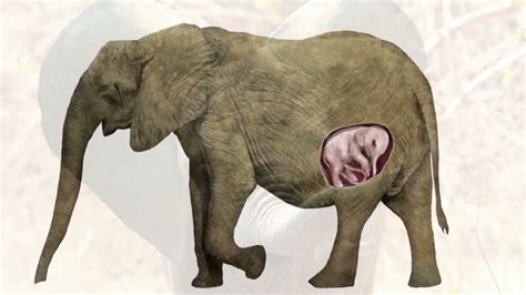 Gestation of an elephant. Once a pair has mated successfully, gestation lasts about 22 months for African elephants and between 18-22 months for Asian elephants before the calf is born, weighing up to 200 pounds. The calf relies on its mother’s milk for nutrition until it reaches two years old but can begin eating grass after four to six. 