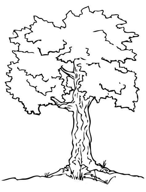 Get This Free Preschool Tree Coloring Pages to Print T77HA