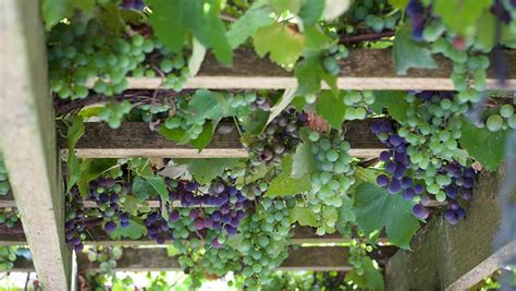 Get Your Grapes Right From Your Backyard Nature Hills Nursery