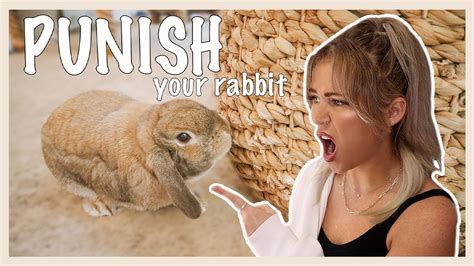 Get Your Rabbit to Stop Chewing Up Your House (and other