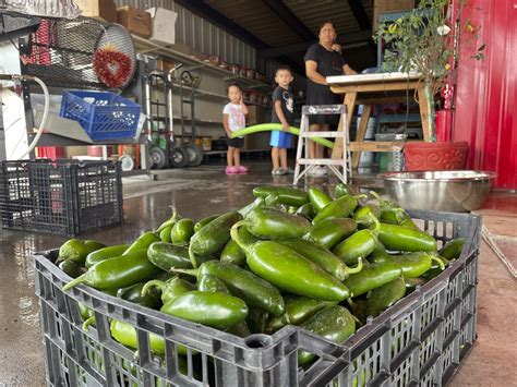 Get it while it’s hot: New Mexico boosts chile production