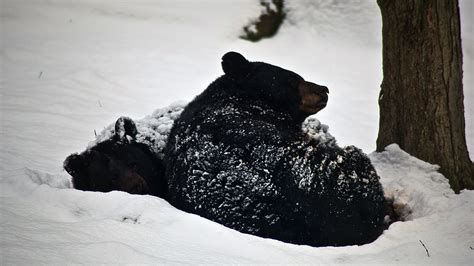 Get ready, Colorado: Bears are waking up from a long winter's nap