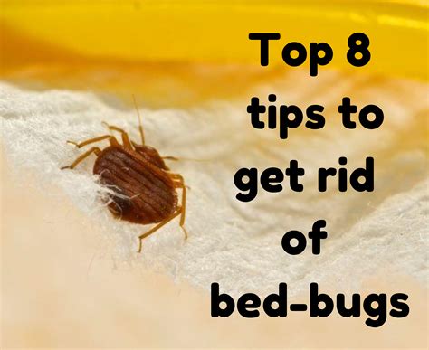 Get rid bed bugs. Nov 7, 2023 · Getting Rid of Bed Bugs. When a bed bug infestation is discovered there are multiple methods for controlling it. Be aware that it will take time and patience; there is no quick fix for eradication. There are both chemical and non-chemical approaches are available. 