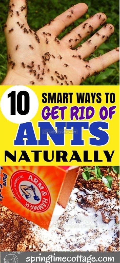 Get rid of ants. Learn how to identify, find and eliminate ant nests, use ant bait and spray, and prevent ant infestations. Find natural and chemical solutions for different types of ants, including fire ants. 