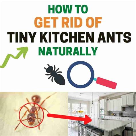 Get rid of ants in kitchen. 1. Baking Soda. Baking soda is known to kill ants and is non-toxic to pets and children. Mix confectioner’s sugar in equal parts with baking soda. Leave the mixture in a shallow dish for ants to consume. Alternatively, sprinkle the baking soda/sugar mixture on counters or floors where ants congregate. 
