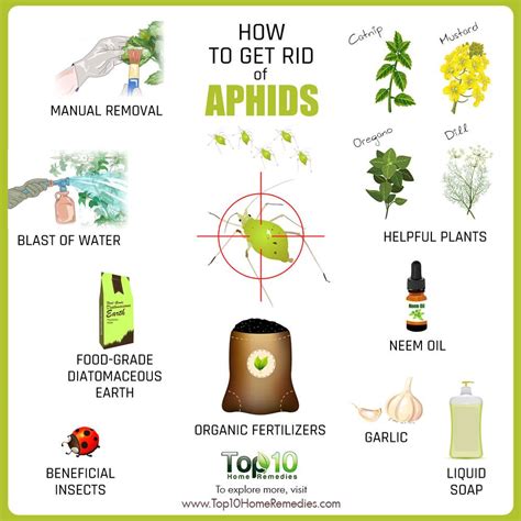 Get rid of aphids. Apr 22, 2022 · Use a homemade soap spray to kill aphids. Combine 1-2 teaspoons of liquid dish soap or Castile soap with 1 quart (1 l) of lukewarm water in a spray bottle and shake well. Spray all over the plant, and target aphid colonies to get rid of aphids permanently. You can also use a soapy solution to get rid of aphids by applying it with a sponge. 