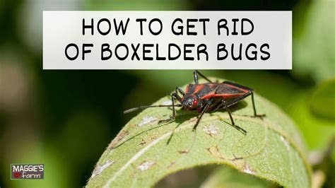 Get rid of boxelder bugs. So if you want to get rid of boxelder bugs naturally, the diatomaceous earth would be the best answer. Cutting a boxelder tree in our yard can be the last resort against this pest. However, it won’t be effective if there are other boxelder trees nearby. These bugs can travel with boxelder propeller-like seed pods. 