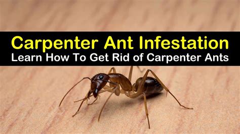 Get rid of carpenter ants. 