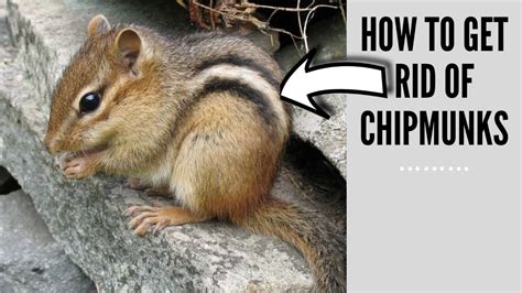 Get rid of chipmunks permanently. 