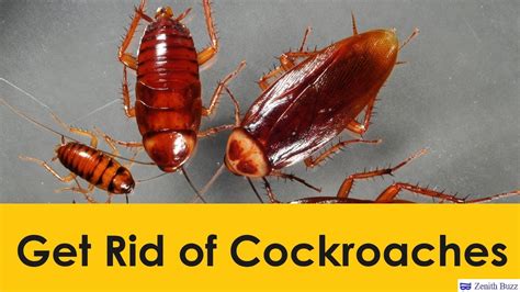 Get rid of cockroaches. The most common types of cockroaches in Florida are the American cockroach, the German cockroach, and the Oriental cockroach. Cockroaches are not only unsightly, but they can also be dangerous. There are different species of cockroaches found in Florida, and they are grouped into indoor and outdoor. While indoor roaches are more common, … 