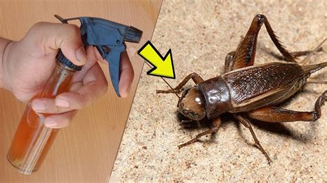 Get rid of crickets. Home. Outdoors. Gardens. Animals and Wildlife. How to Get Rid of Crickets. Chirping crickets can drive you crazy if they get indoors, and they can damage your home. Large numbers of crickets can harm yards and … 