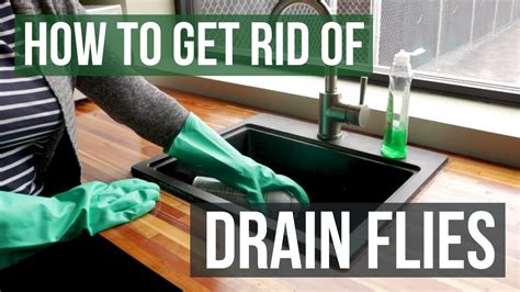 Get rid of drain flies. 