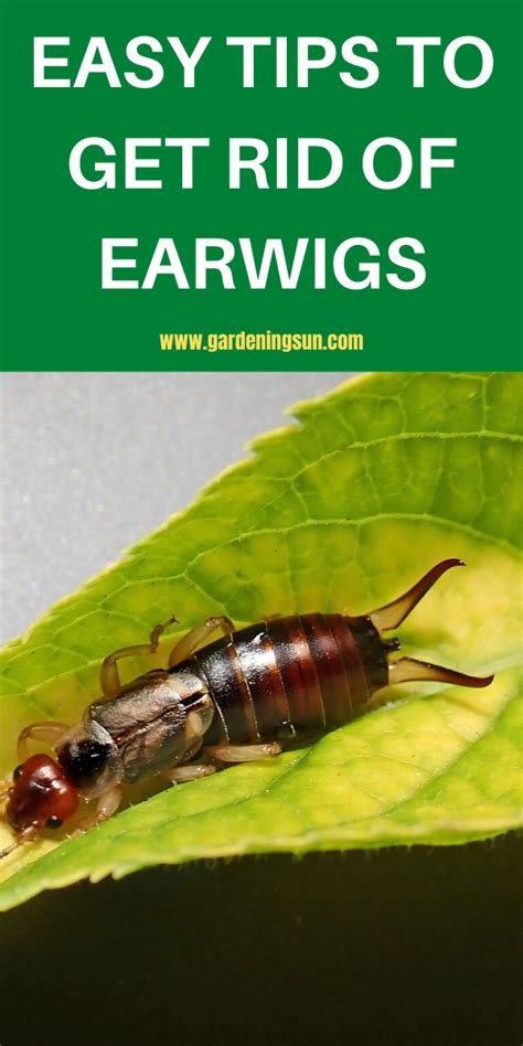 Get rid of earwigs. Check the traps every morning before the earwigs emerge from hiding. Dump the insects into a container of soapy water to kill them. Another easy way to trap earwigs is with oil traps. Using tuna cans or low sided pet food cans, fill them with ½ inch of oil and sink the cans into the soil up to their top edges. 