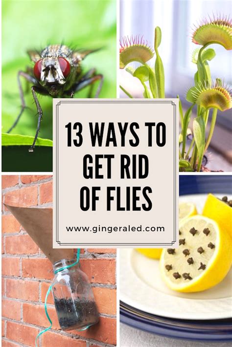 Get rid of flies. These include house flies, fruit flies, drain flies and blow flies. Different fly species are attracted to different food products, including fermenting sugars, oils and fats, carbohydrates, and decaying proteins and vegetable matter. Some practical measures to get rid of flies are given below: Identify your flies; Practical ways to get rid of ... 