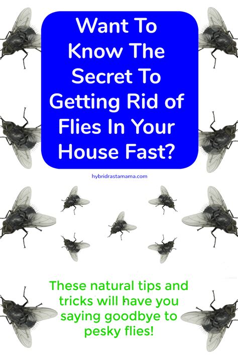Get rid of flies in house. Here are a few ways to exterminate fruit flies and fungus gnats: 1. Use a bowl and soap trap to get rid of fruit flies. The bowl and soap trap trick is great. Simply add four to five drops of dishwashing soap to a cup or bowl of vinegar. Leave it around the infested area and wait for the flies to flock to it. 