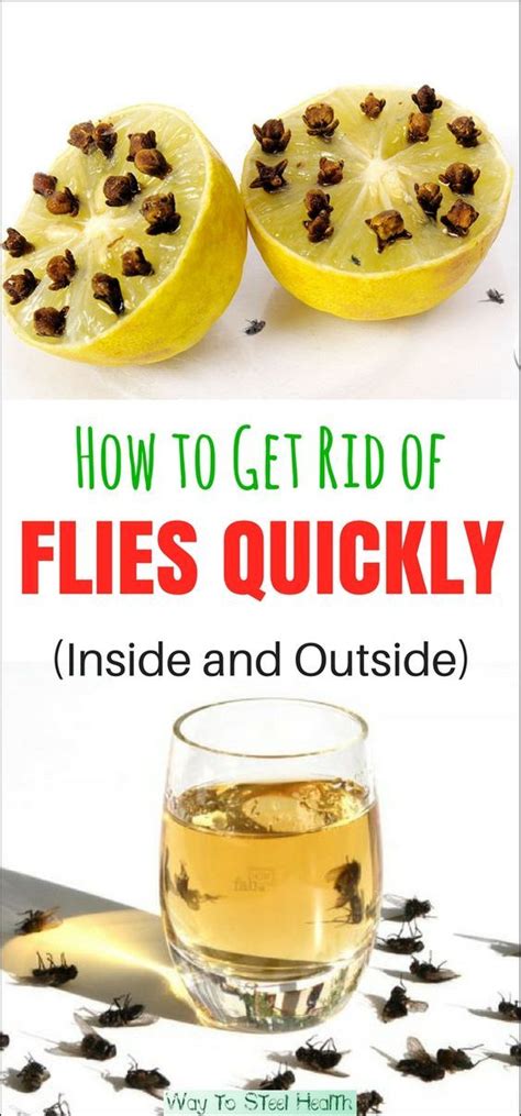 Get rid of flys. Dec 19, 2023 · Vinegar traps: Mix a few ounces of apple cider vinegar, a tablespoon of sugar, and just a few drops of dishwashing soap in a bowl. Cover the bowl with a plastic wrap and poke small, fly-sized holes at the top. The vinegar attracts the pesky flies, while the soap affects the vinegar's surface tension. 