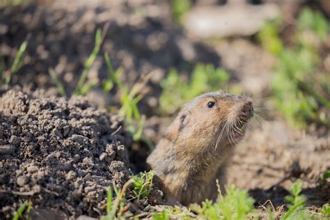 Get rid of gophers. 1. Castor Oil. Castor oil is effective because it's a natural repellent you can use to keep these critters out of your garden and backyard. There are a few ways ... 