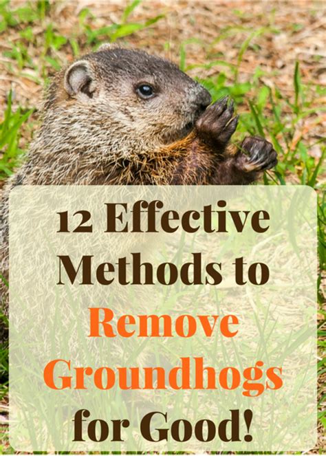 Get rid of groundhogs. Spices like pepper, cayenne and tabasco will naturally keep groundhogs away for good. Mix all of these spices together to create an even more effective and strong-smelling repellent. 3. Spray your property with predator urine. Coyotes and foxes are predators whose scent will scare away groundhogs. 