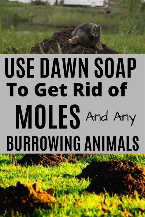 Get rid of moles in yard. Using hot pepper spray: Mix 1 tablespoon of hot pepper flakes with 1 quart of water and a few drops of dish soap. Let the mixture steep overnight, then strain and spray around the affected area. Using castor oil spray: Mix 2 tablespoons of castor oil with 1 gallon of water and a few drops of dish soap. Spray the mixture on and around the plants ... 