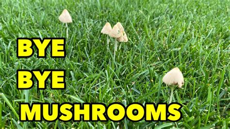 Get rid of mushrooms in lawn. To eradicate toadstools from your lawn, remove dead vegetation, rake up and bag the toadstools, till the soil, apply nitrogen-rich fertilizer, and monitor the lawn for new toadstoo... 