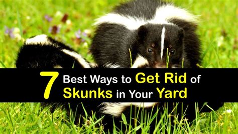Get rid of skunks. 3. Use Cotton Balls Soaked in Ammonia. To keep skunks away, put some cotton balls soaked in ammonia at different spots around the perimeter of your shed. The strong odor of ammonia is considered unpleasant by many animals, among them skunks. 