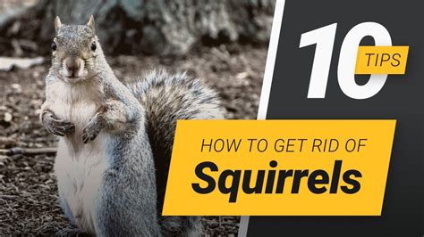 Get rid of squirrels. Here are quick and affordable ways to repel squirrels: Mix safflower seeds with bird food, as squirrels dislike the bitter taste. Smear olive oil on pole-mounted bird feeders to make climbing difficult for squirrels. Place cotton balls soaked in peppermint essential oil around the garden to deter squirrels. 