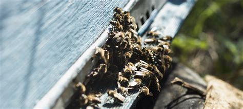 Get rid of wasp nest. For outdoor nests, spray WD-40 or soapy water on the nest and kill any wasps inside. You can place sugar water traps to lure them out (meat and spoiled fruit ... 