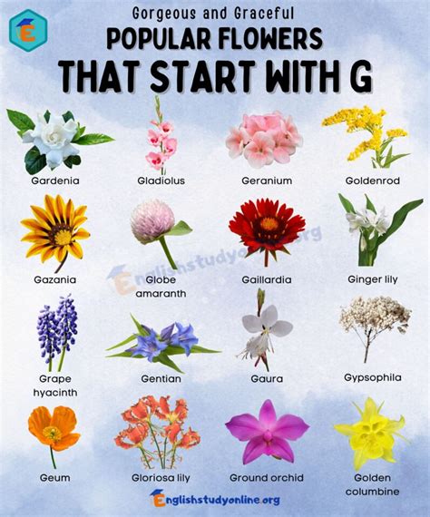 Get to Know These Flowers That Start with G English Study Online