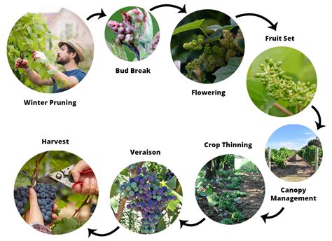 Get to Know the Stages of the Grape Growing Cycle