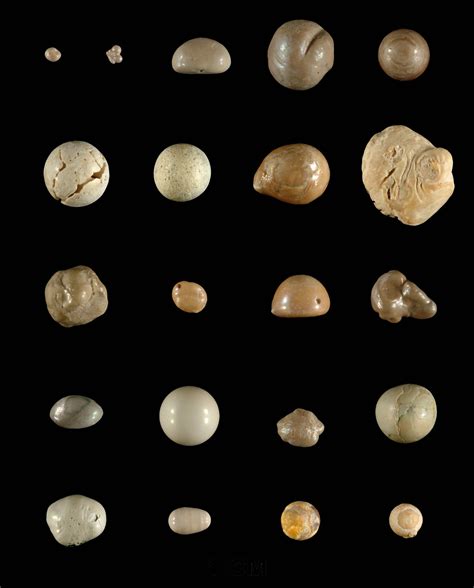 Get to know Florida’s fossil pearls – Research News