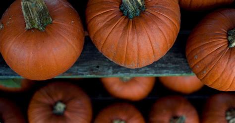 Get your pumpkin picking on at these 4 Sheboygan County pumpkin patches …