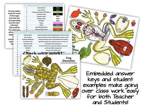 Getting Nerdy® Science—Scienstructable 3D Dissection Frog Vinyl Model