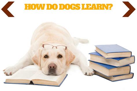 Getting Started • How Dogs Learn • Ultimate Puppy