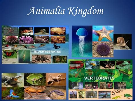 Getting Started with Animalia